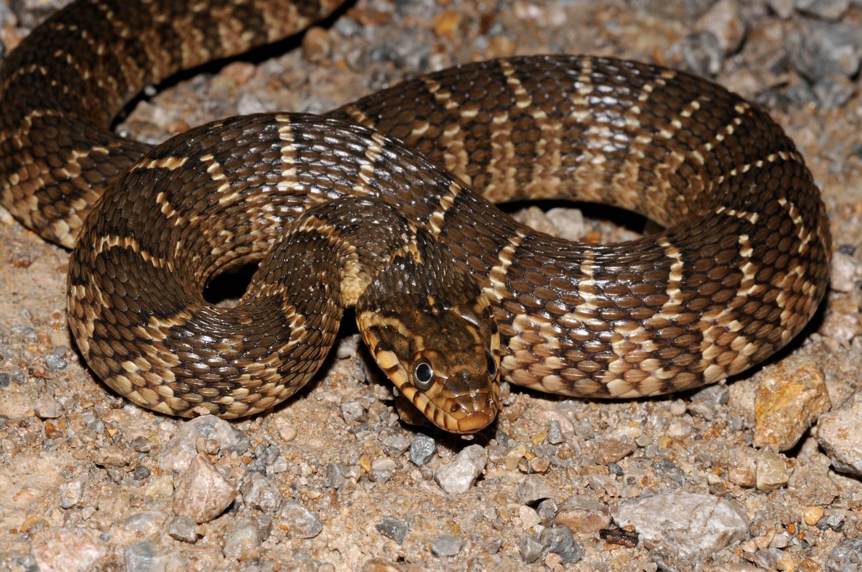 non-venomous snakes